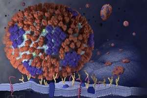 یک ارتش پنهان از سلول‌های قاتل آنفلوانزا در ریه کشف شد
